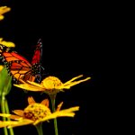 51福利免费体验区 wa334nqo